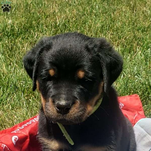 Kai, Rottweiler Puppy